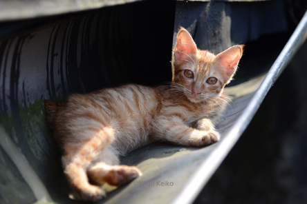 お耳が大きいね 新美敬子の 猫となり